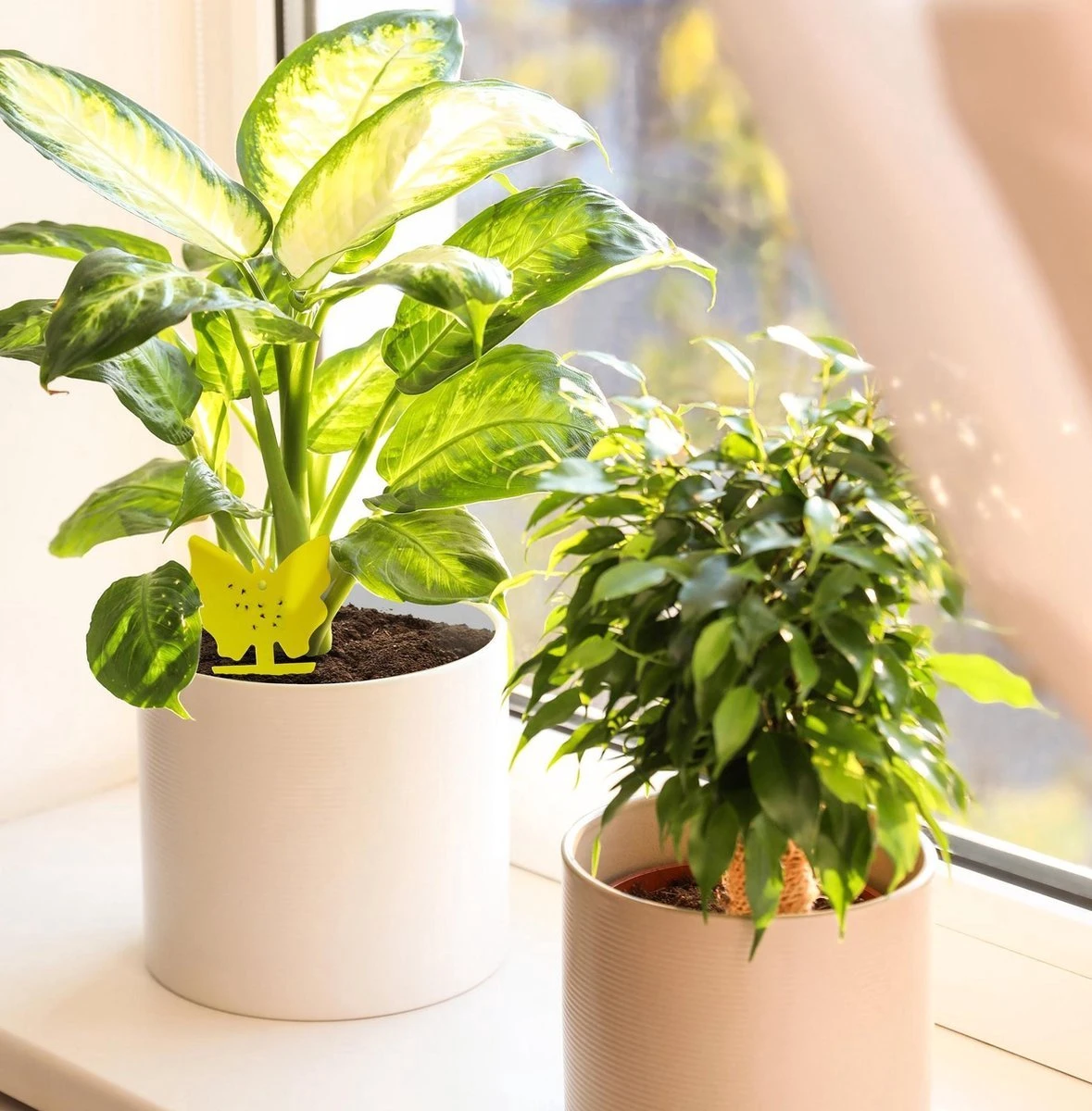 Merkloos Rouwvliegjes Bestrijden - Fruitvliegjes - Vliegenvanger - Plakplaatjes - 20 Stuks - Afbeelding 3