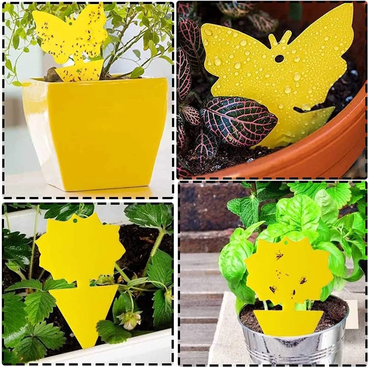 Rouwvliegjes Bestrijden - Fruitvliegjes Vanger - Varenrouwmug Bestrijden - Vangplaten - Afbeelding 6