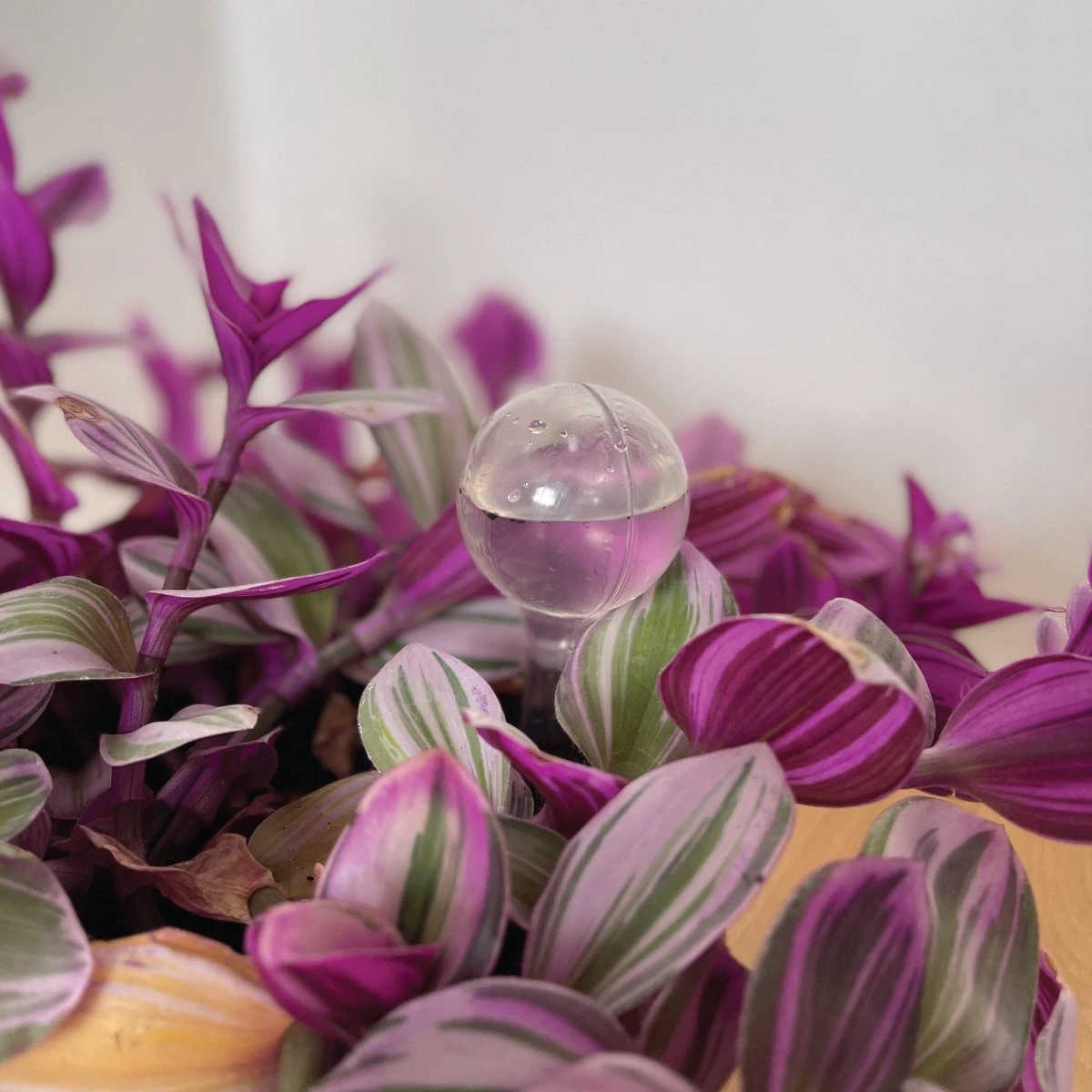 Merkloos JADI - Druppelsysteem - Waterdruppelaar Voor Uw Planten - Set Van 6 Stuks - 3 Grote & 3 Kleine - Transparante Waterbollen - Afbeelding 3