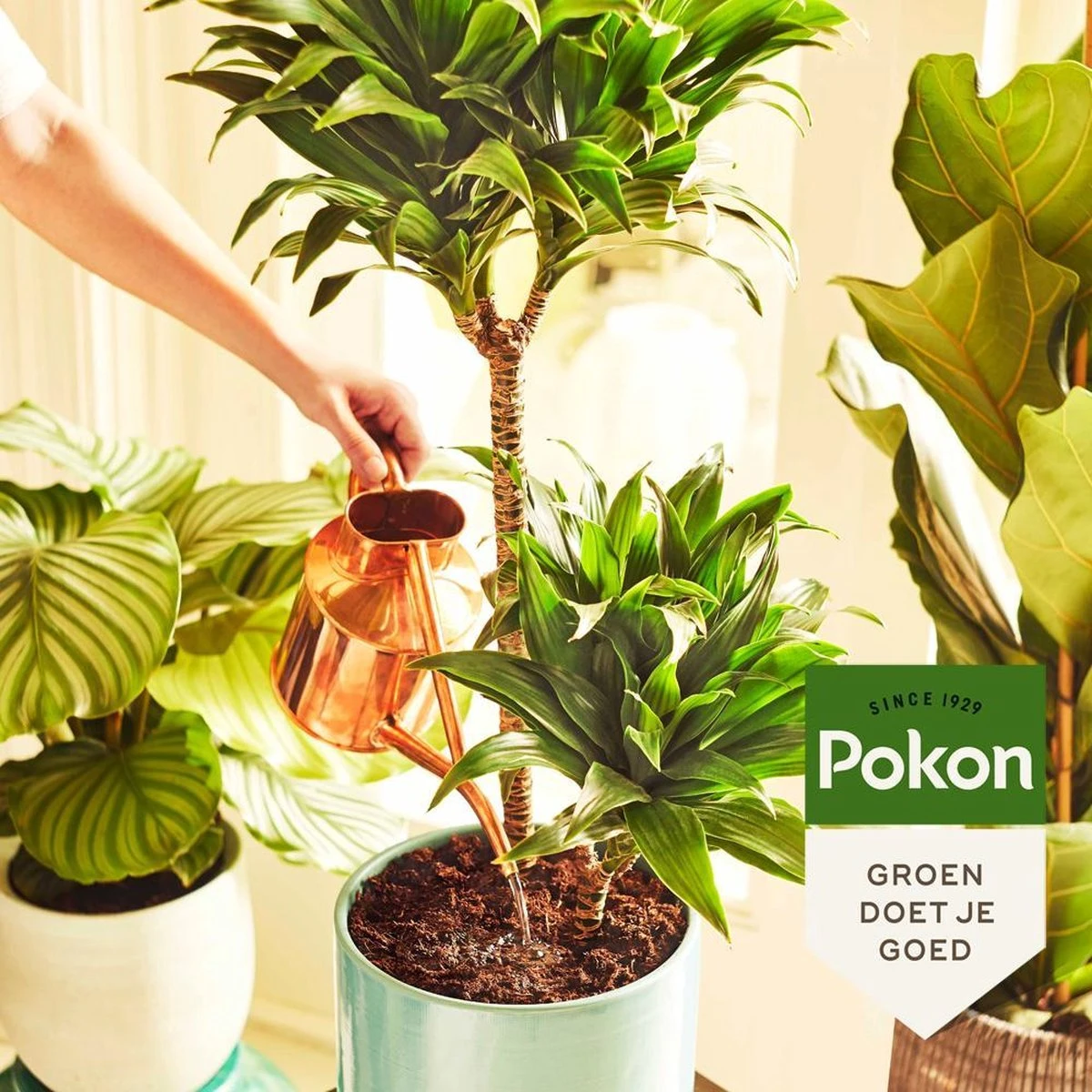 Pokon Kamerplanten Voeding - 500ml - Plantenvoeding - 20ml Per 1L Water - Afbeelding 4