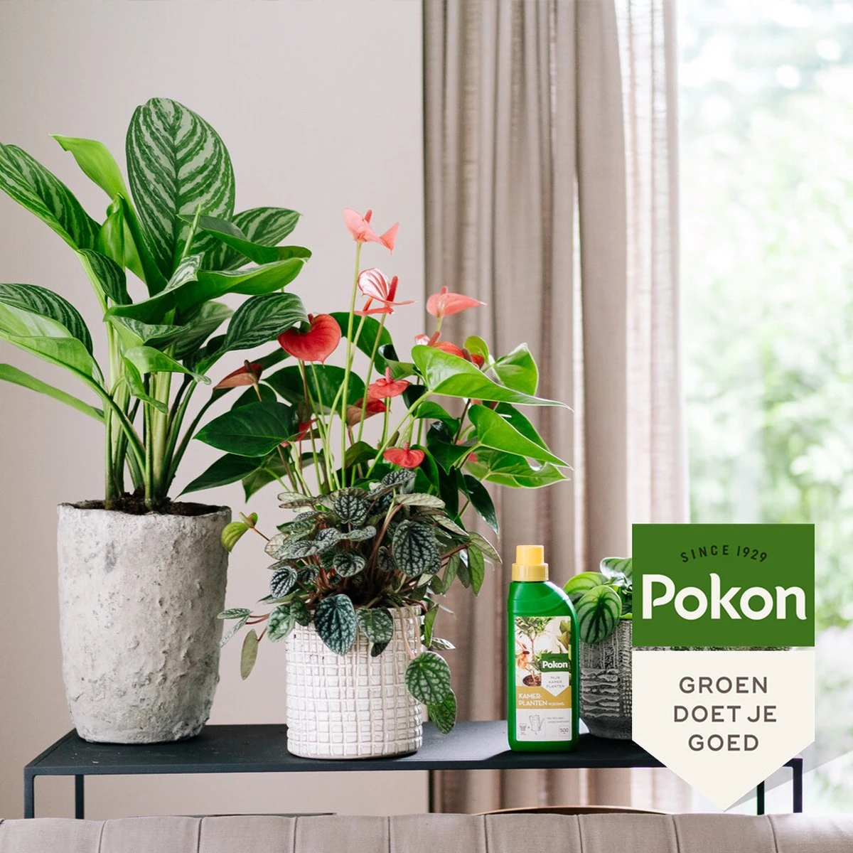 Pokon Kamerplanten Voeding - 500ml - Plantenvoeding - 20ml Per 1L Water - Afbeelding 5