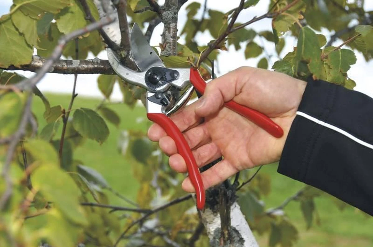 Felco 2 Snoeischaar - Rechtshandig - Max. Knipdiameter 25 Mm - Lengte 215 Mm - Afbeelding 7